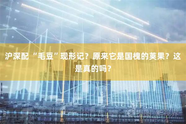 沪深配 “毛豆”现形记?原来它是国槐的荚果?这是真的吗?